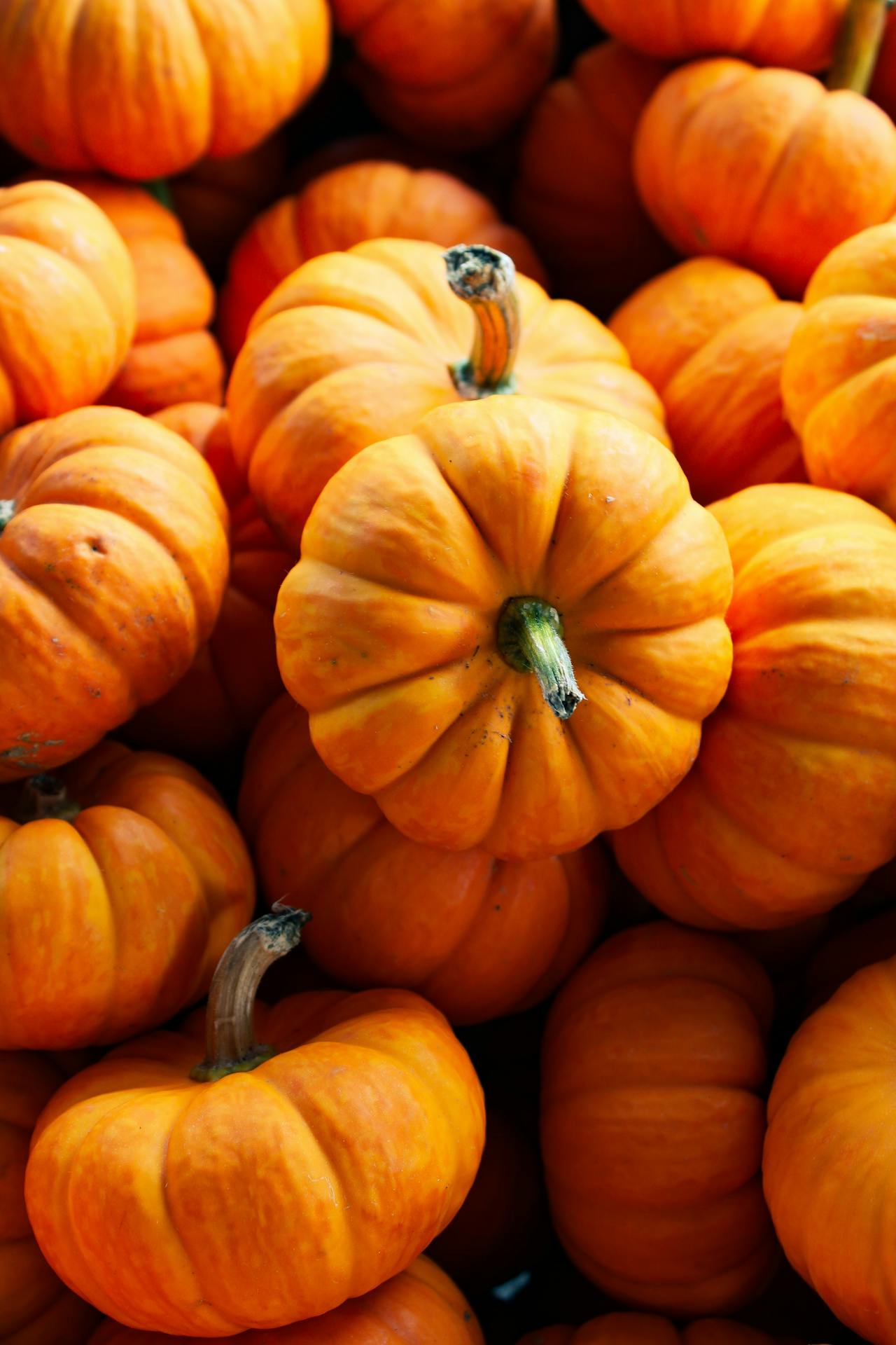 Corn Mazes, Pumpkin Patch & Hay Rides 2024